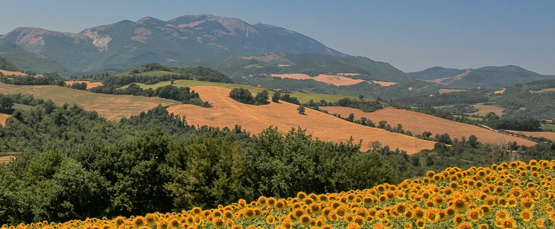 la collina dei ciliegi